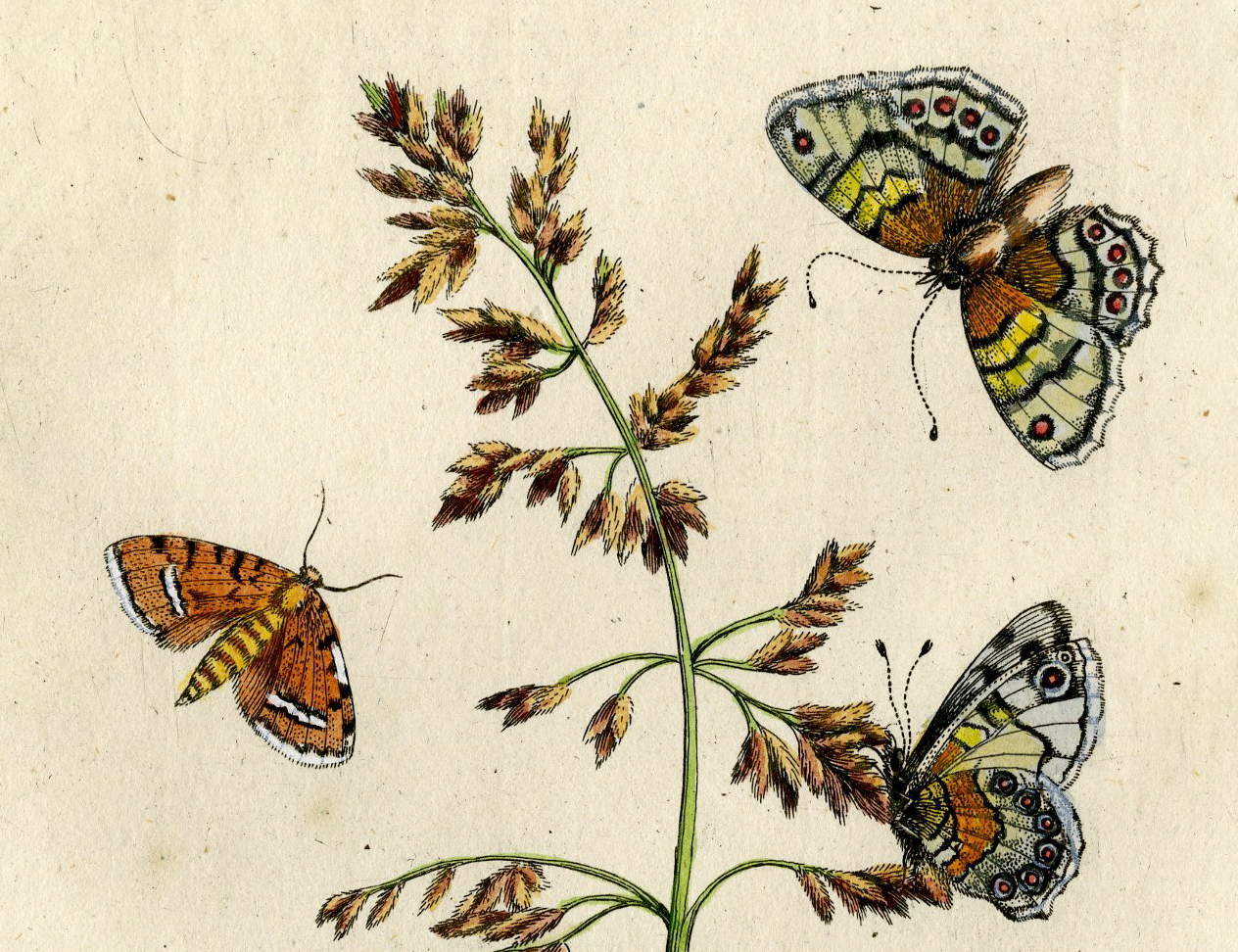 , Antique Print-INSECTS-CORN-BENT-GRASS-GRAMEN MILIACEUM-PL.LIV-Merian-1730, Pictura Antique Prints