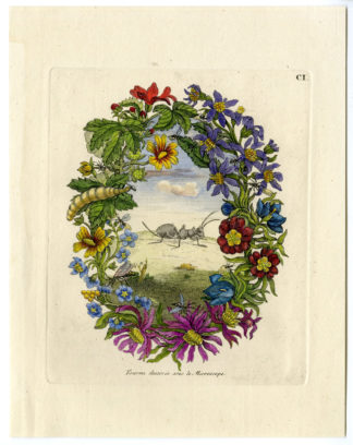 Antique Print-INSECTS-ANT-GARLAND-FLOWER-PL.CI-Merian-1730