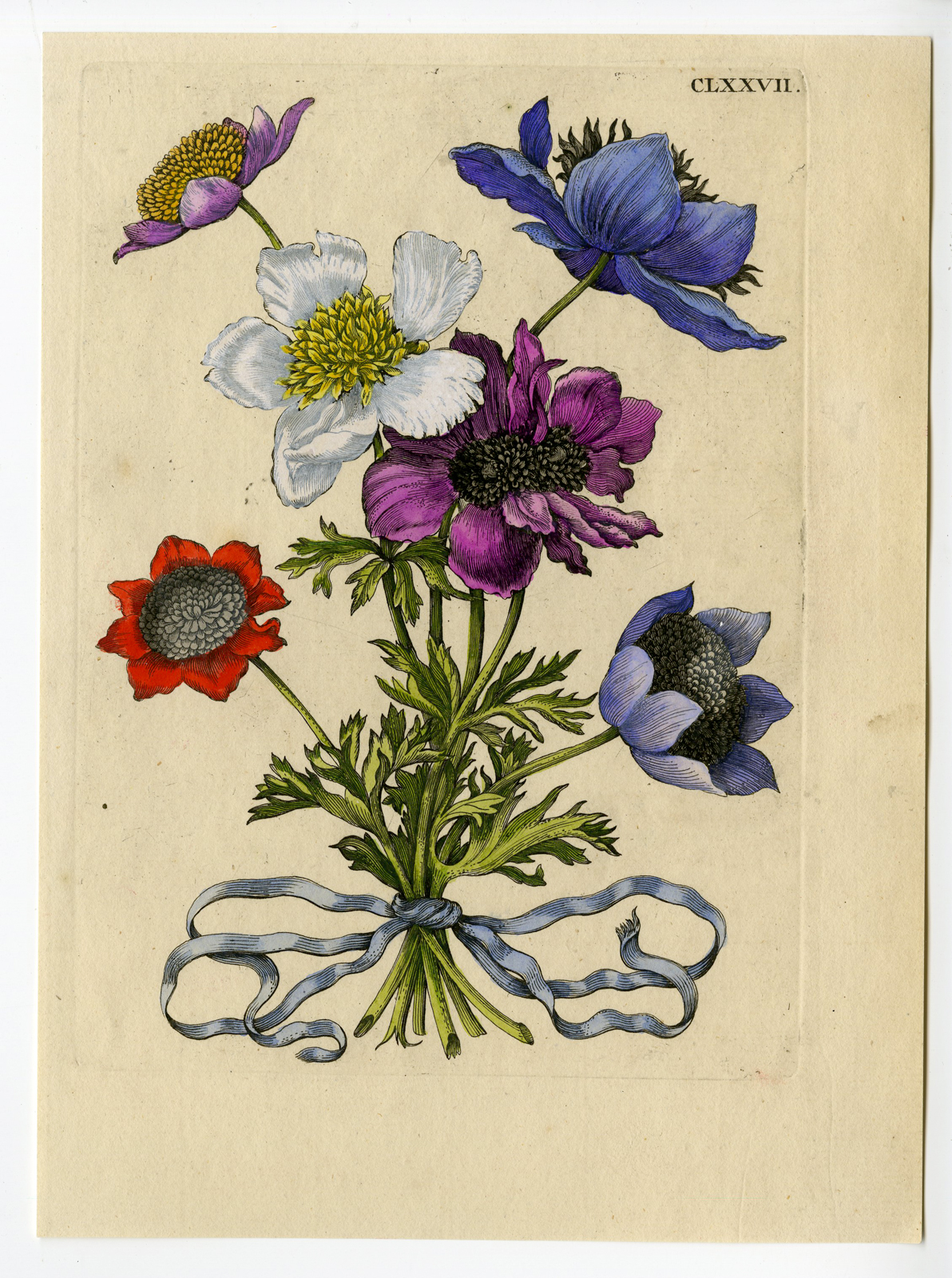, Antique Print-INSECTS-ANEMONE-POSY-FLOWER-PL.CLXXVII-Merian-1730, Pictura Antique Prints