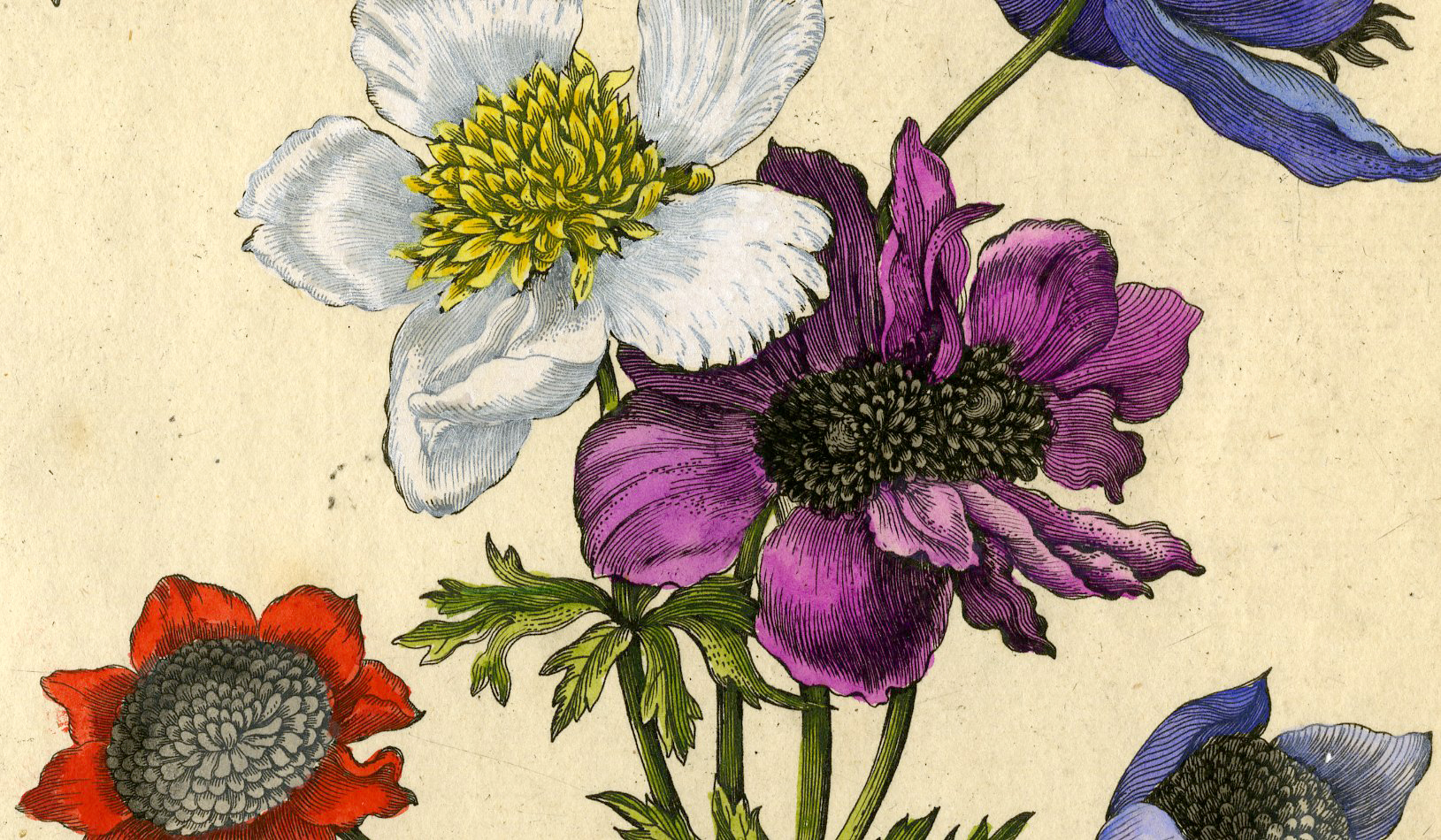 , Antique Print-INSECTS-ANEMONE-POSY-FLOWER-PL.CLXXVII-Merian-1730, Pictura Antique Prints