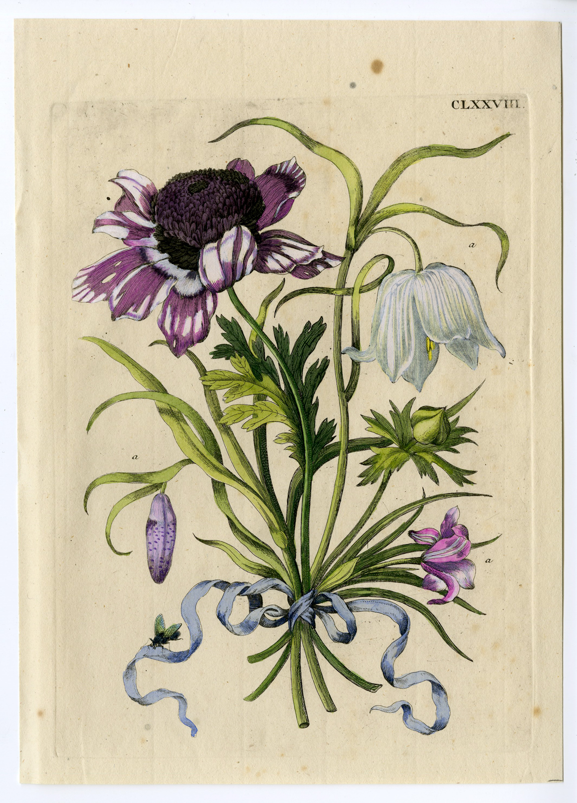 Pcorc 0041 416x578 Antique Print-INSECTS-POSY-FRITTILARIA-ANEMONE-FLY-RIBBON-PL.CLXXVIII-Merian-1730