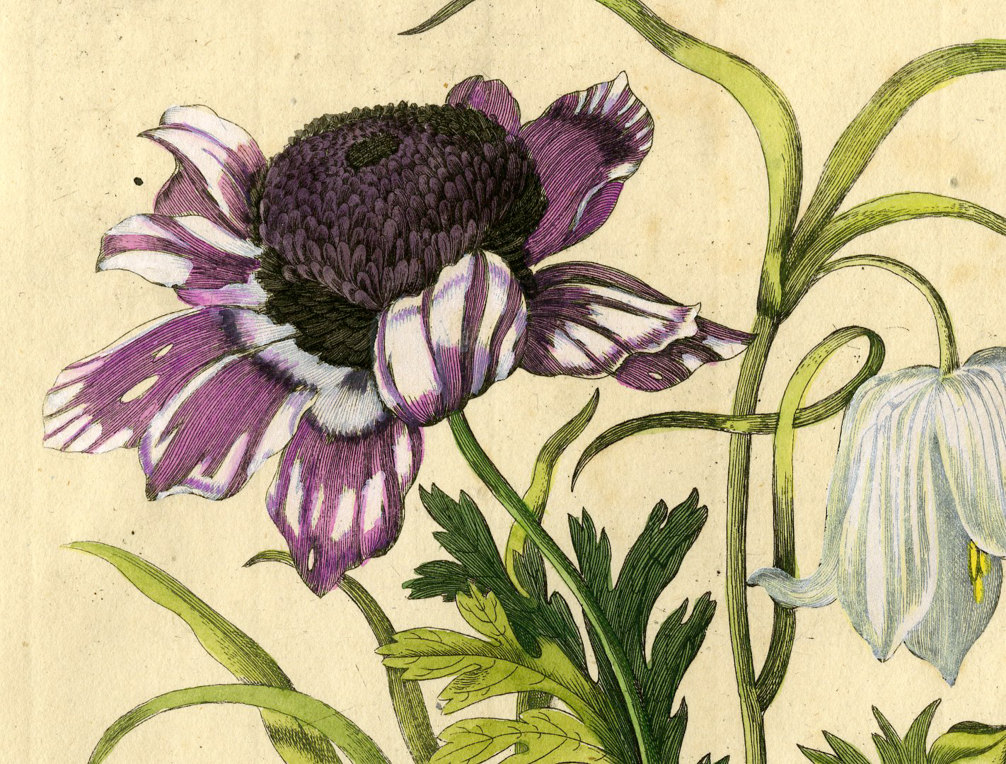 Pcorc 0043 416x316 Antique Print-INSECTS-POSY-FRITTILARIA-ANEMONE-FLY-RIBBON-PL.CLXXVIII-Merian-1730 - Image 3