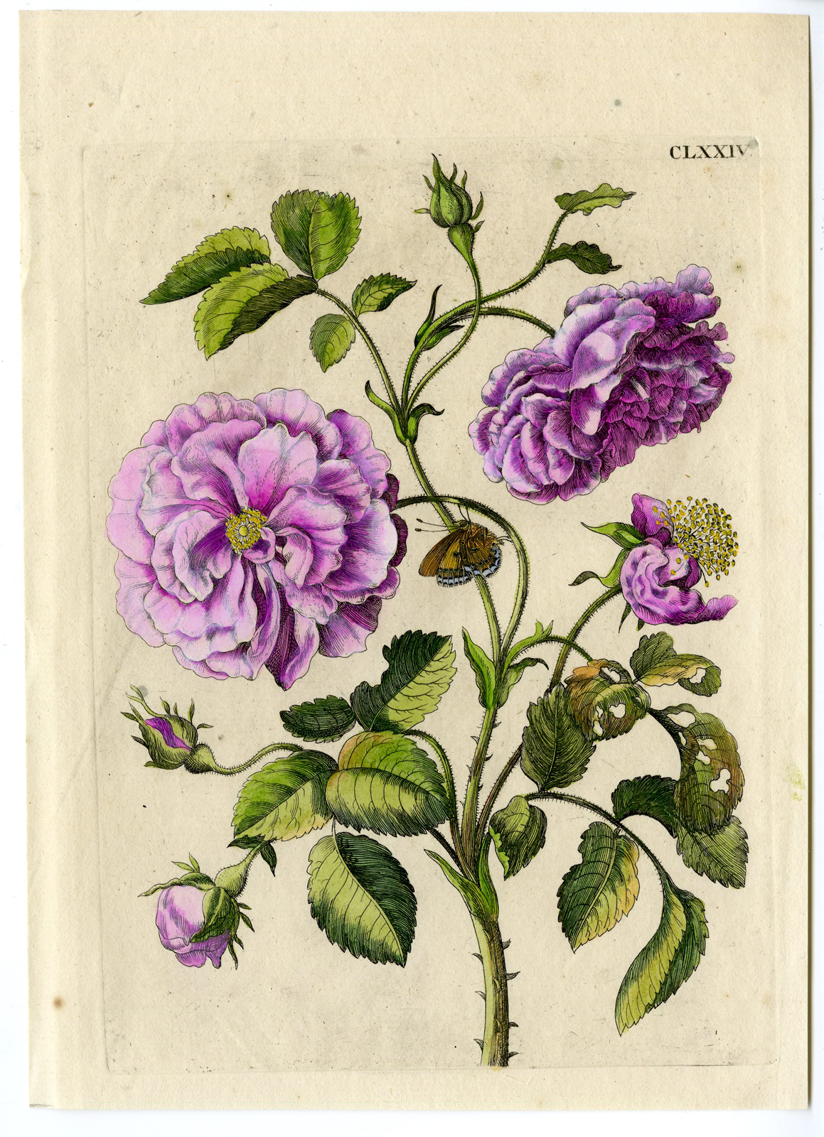 , Antique Print-PRINT-INSECTS-ROSE-BUTTERFLY-FLOWER-PL.CLXXIV-Merian-1730, Pictura Antique Prints