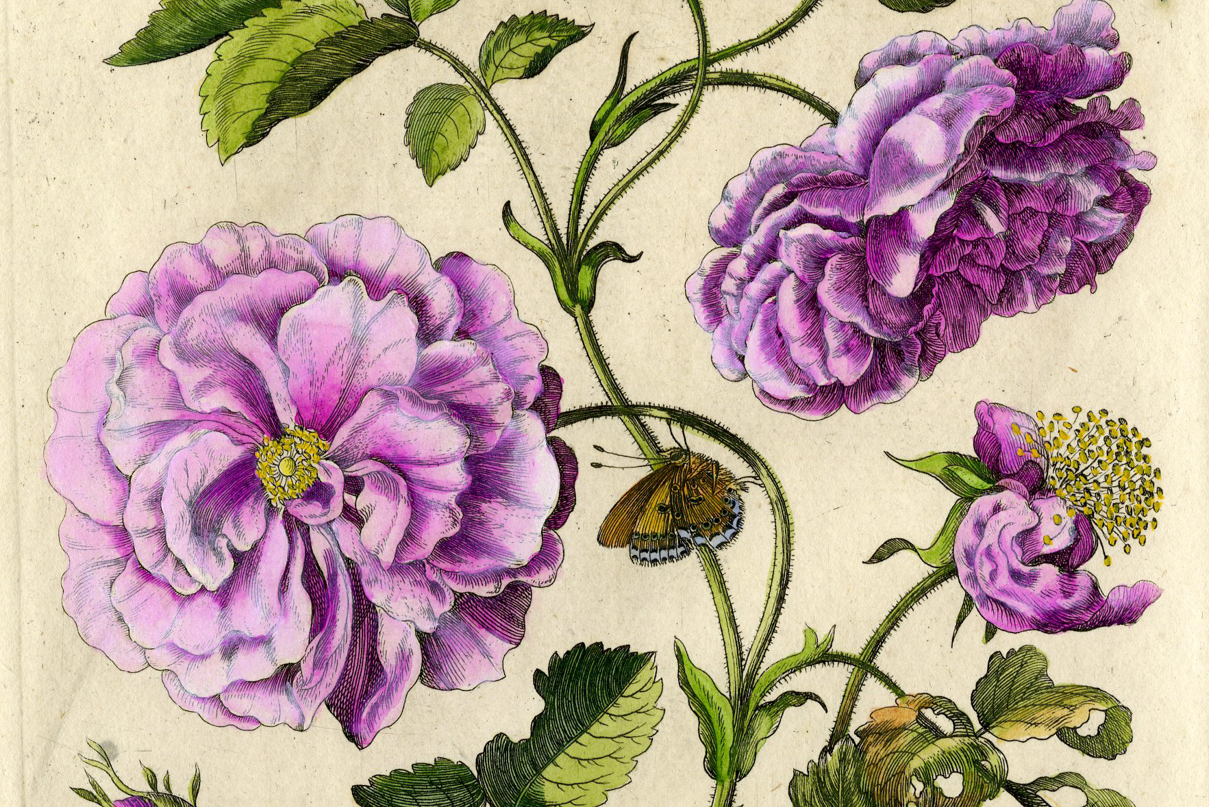 , Antique Print-PRINT-INSECTS-ROSE-BUTTERFLY-FLOWER-PL.CLXXIV-Merian-1730, Pictura Antique Prints