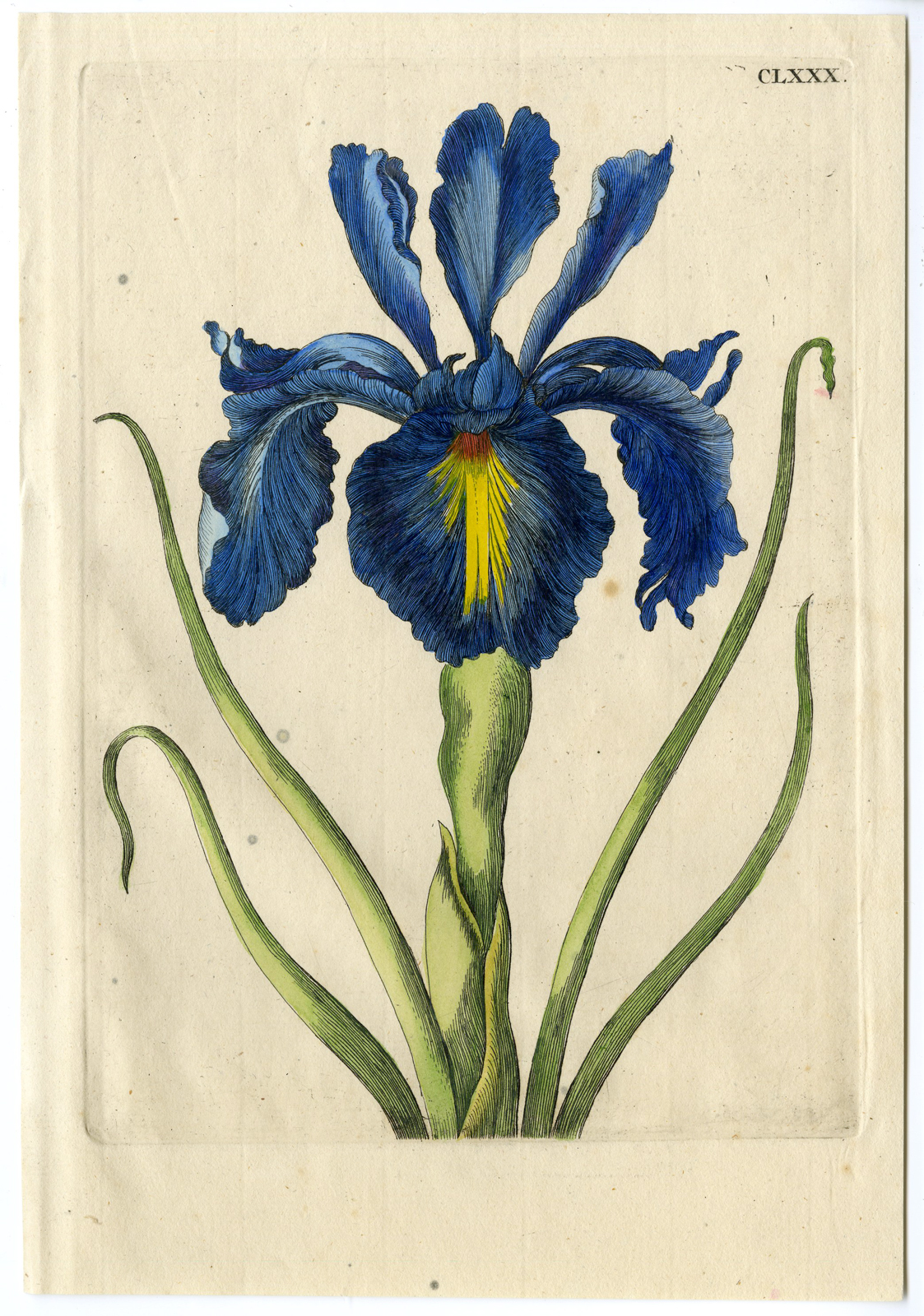 , Antique Print – INSECTS-SPANISH LILY-XIPHIUM-PL.CLXXX-MERIAN after own design – 1730, Pictura Antique Prints