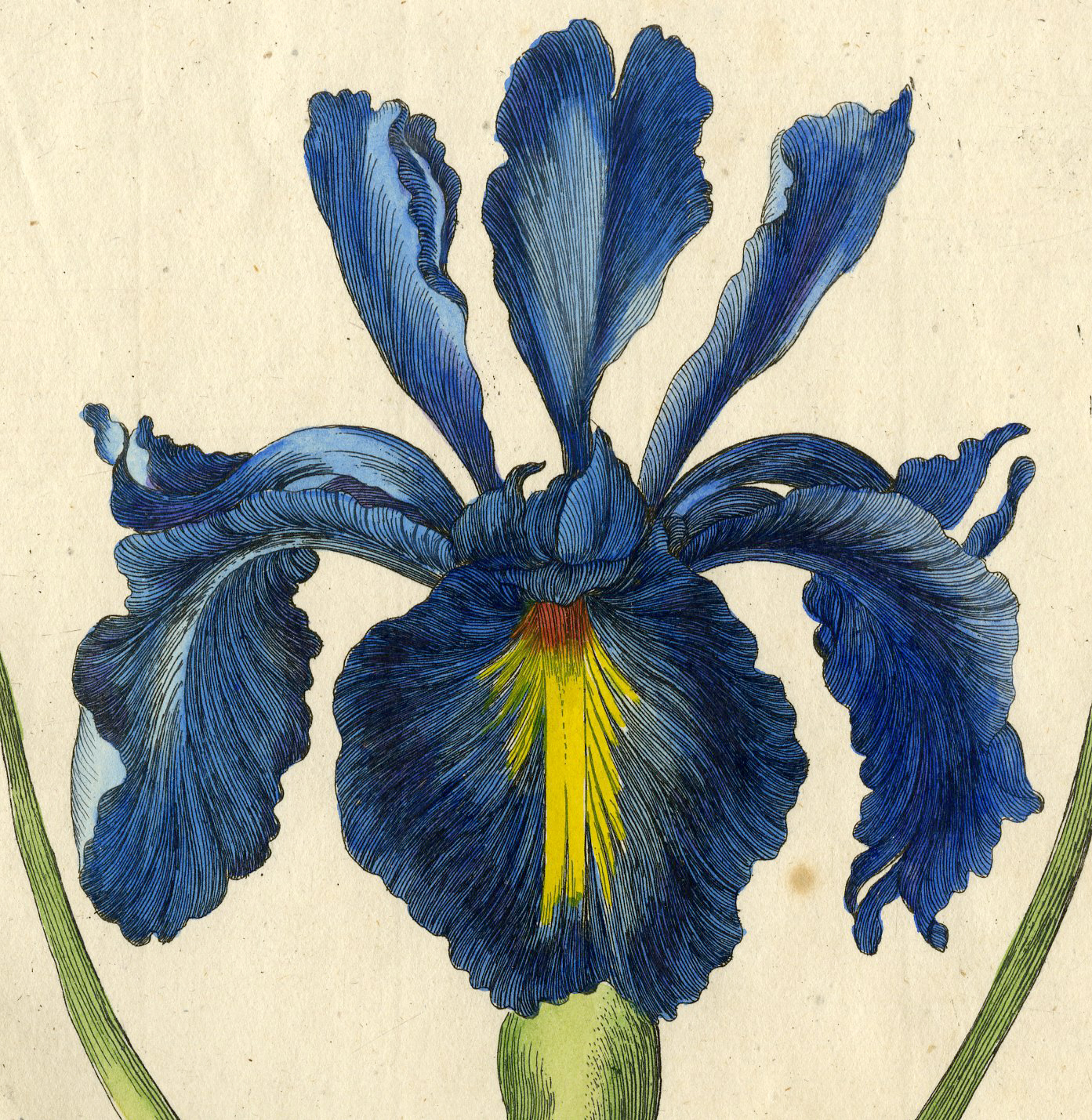 , Antique Print – INSECTS-SPANISH LILY-XIPHIUM-PL.CLXXX-MERIAN after own design – 1730, Pictura Antique Prints