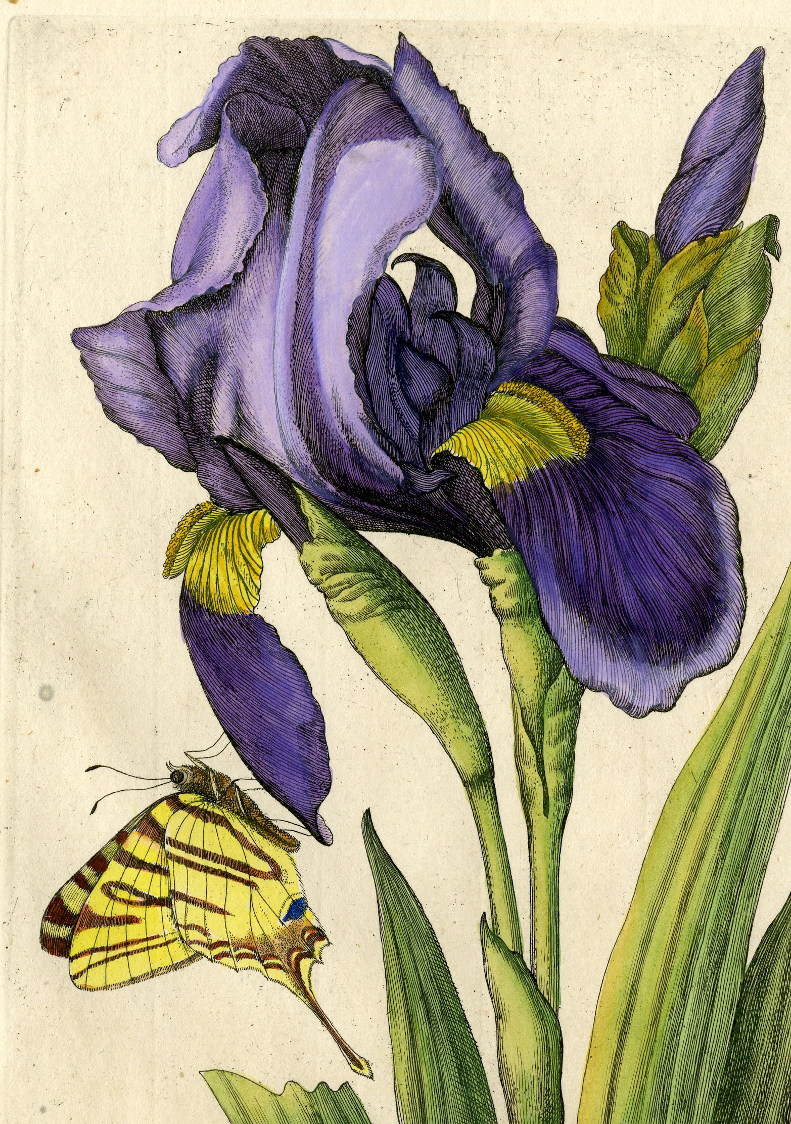 , Antique Print-INSECTS-IRIS-PL. CLXIII-Merian-1730, Pictura Antique Prints