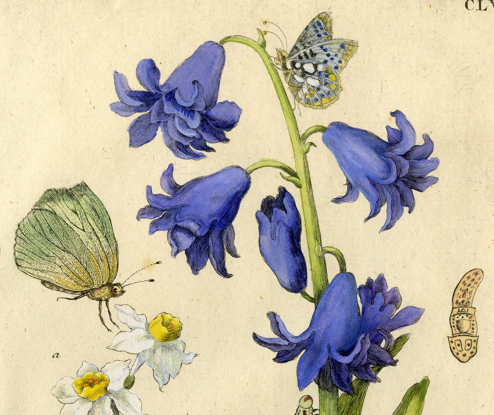 , Antique Print-INSECTS-HYACINTH-NARCISSUS-BUTTERFLY-PL.CLVII-Merian-1730, Pictura Antique Prints
