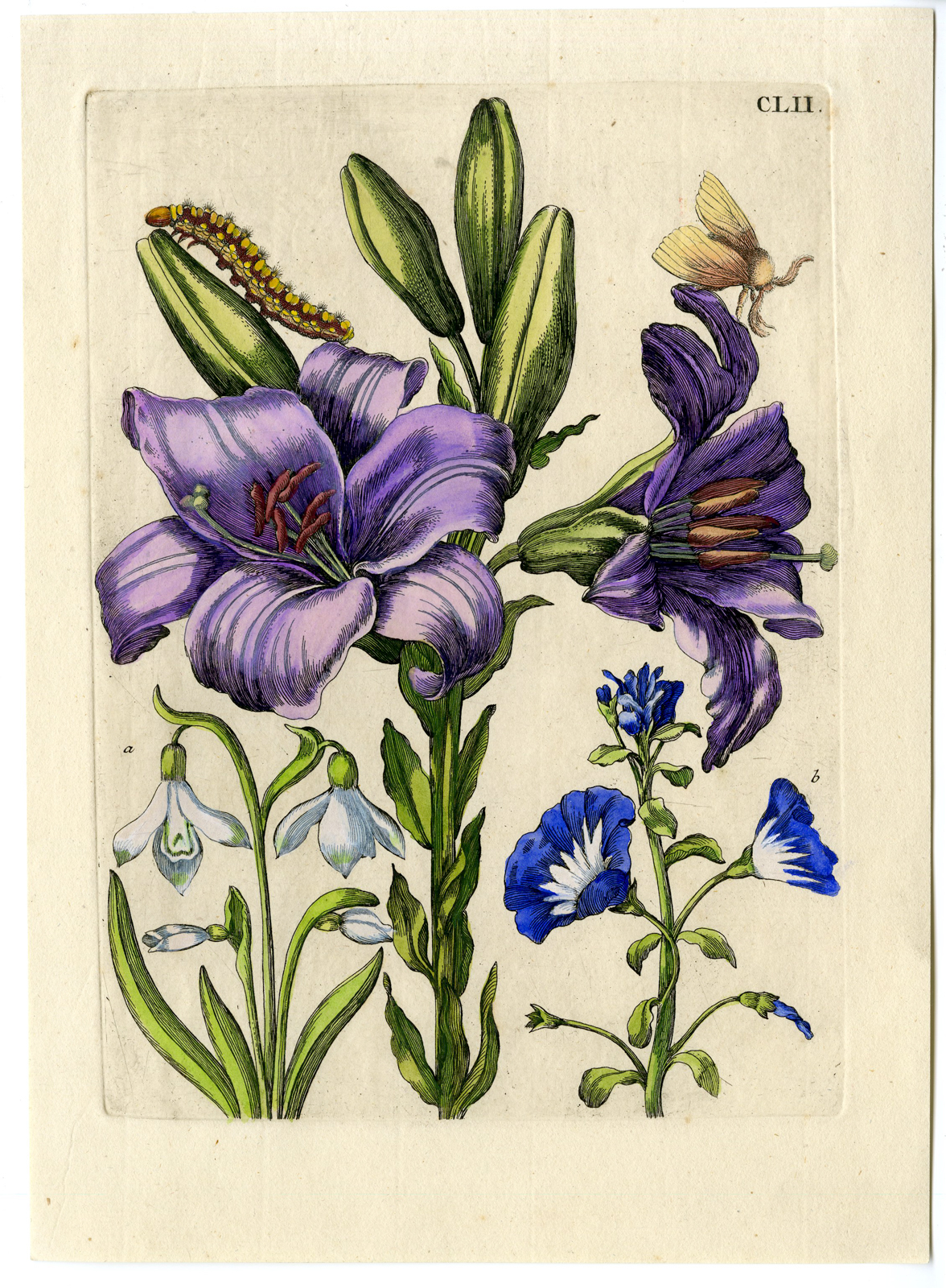 , Antique Print-INSECTS-LILY-WHITE-SNOWFLAKE-PL.CLII-Merian-1730, Pictura Antique Prints