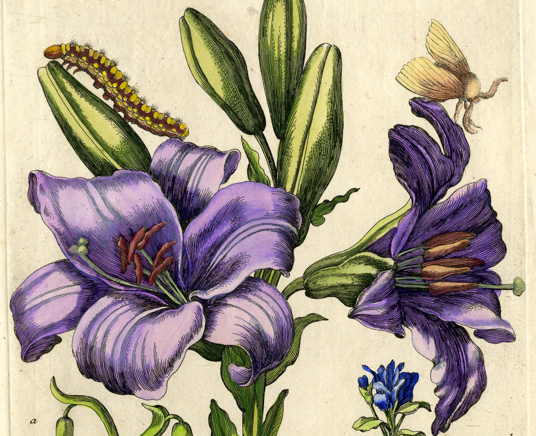 , Antique Print-INSECTS-LILY-WHITE-SNOWFLAKE-PL.CLII-Merian-1730, Pictura Antique Prints