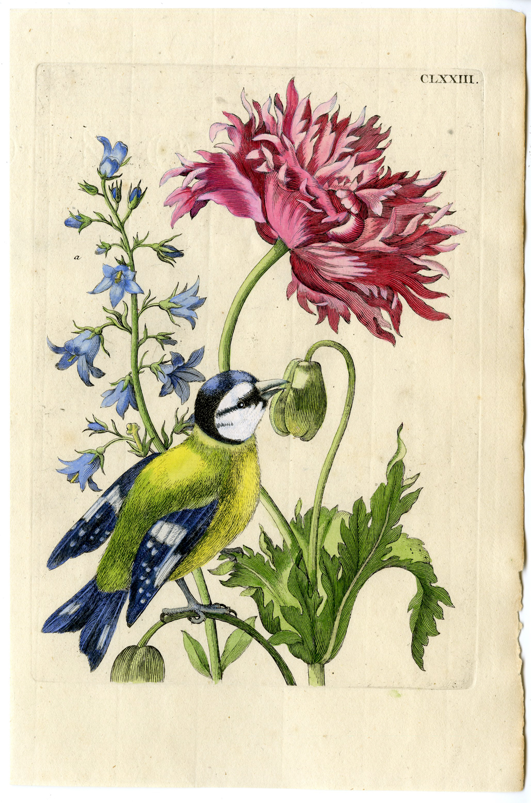 , Antique Print-INSECTS-POPPY-BELLFLOWER-TIT-BIRD–PL.CLXXIII-Merian-1730, Pictura Antique Prints