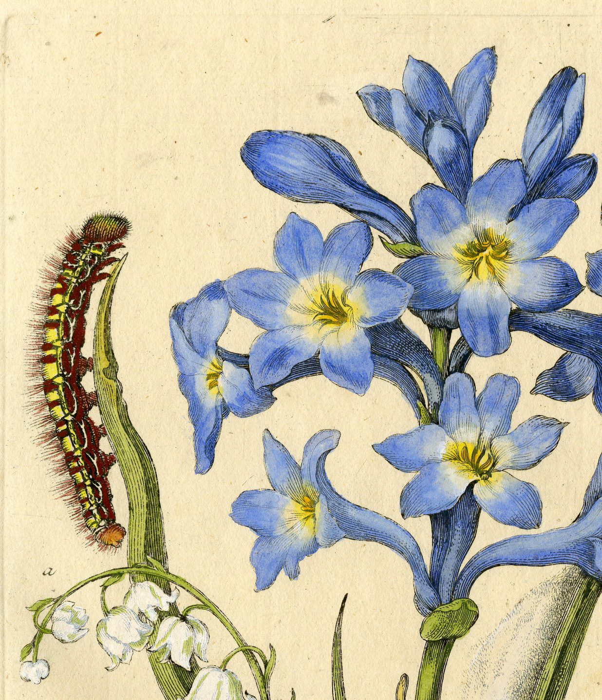 , Antique Print-INSECTS-HYACINTH-LILY-VALLEY-RANUNCULUS-PL.CLV-Merian-1730, Pictura Antique Prints