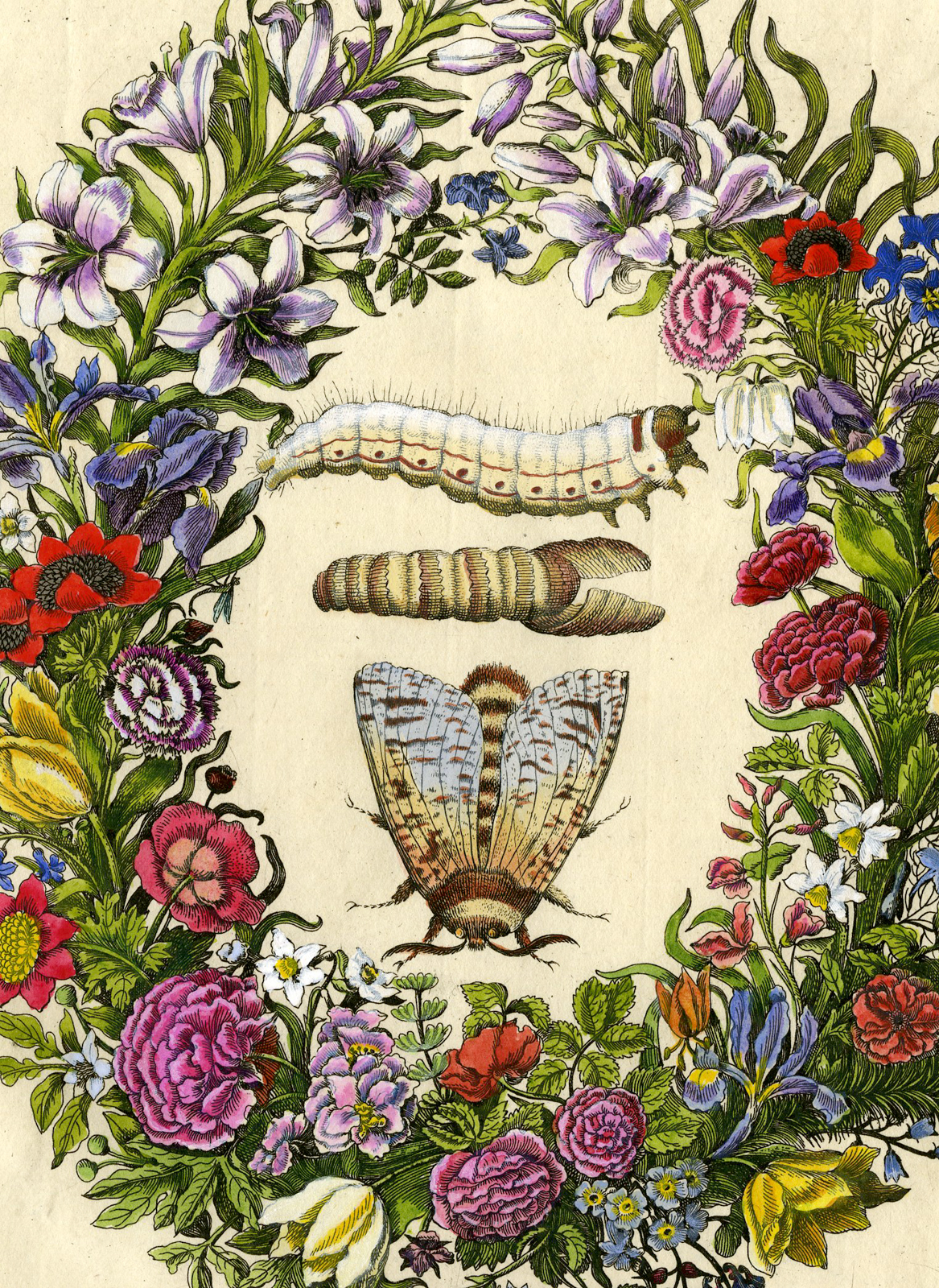 , Antique Print-INSECTS-PAPAVER-POPPY-HYACINTH-ROSE-GARLAND-PL. CLXXI-Merian-1730, Pictura Antique Prints