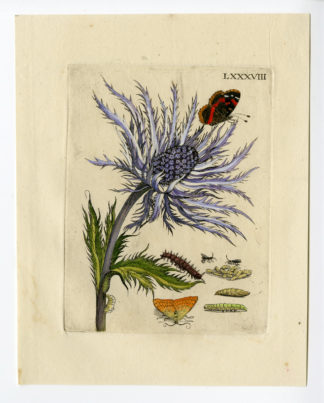 Antique Print-INSECTS-THISTLE-SEA HOLLY-ERYNGO-KRUISDISTEL-LXXXVIII-Merian-1730