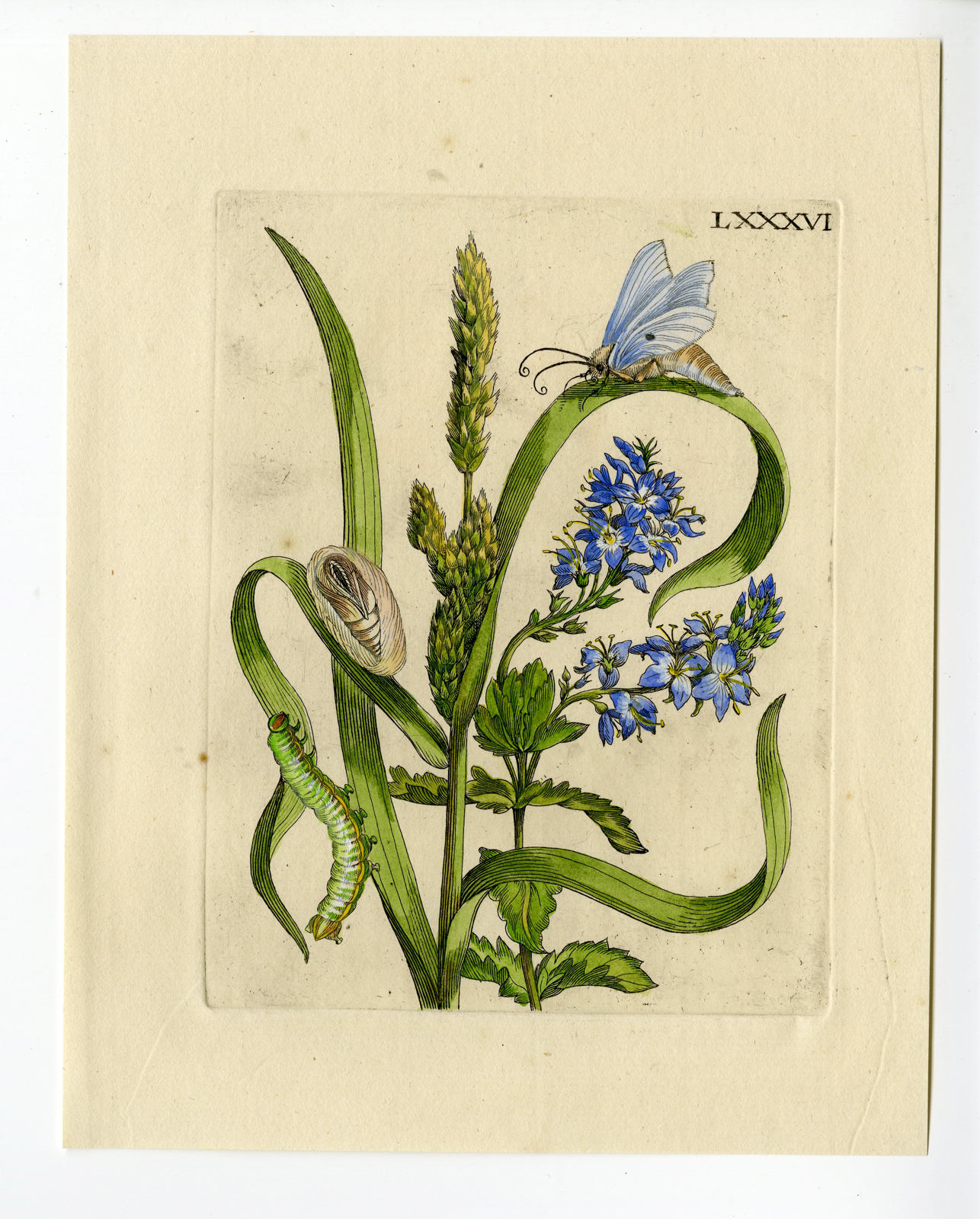 , Antique Print-INSECTS-SEDGE-GRASS-FLOWER-CYPERGRAS-PL.LXXXVI-Merian-1730, Pictura Antique Prints
