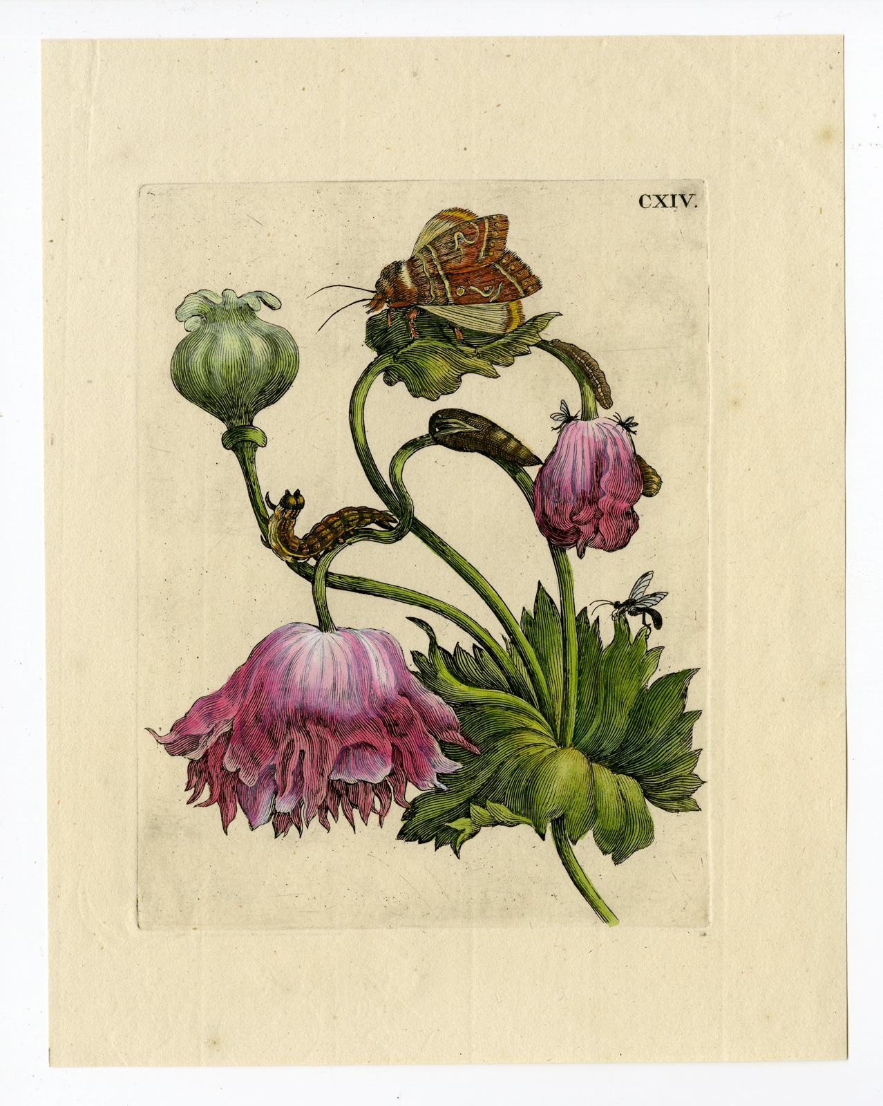 Pco 4098 416x521 Antique Print-INSECTS-PAPAVER-POPPY-CATERPILLAR-LARVA-PL.CXIV-Merian-1730