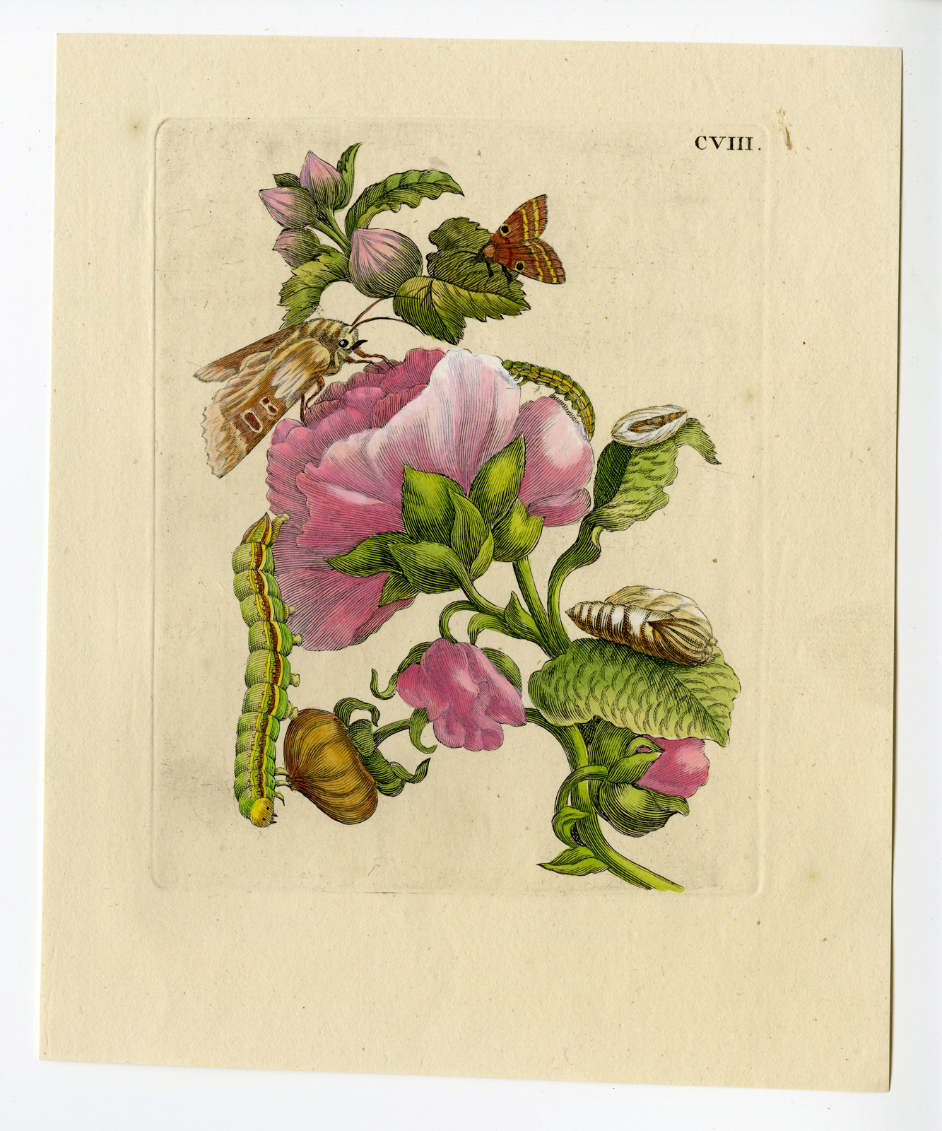 , Antique Print – INSECTS-MALVA-KAASJESKRUID-MALLOW-PL.CVIII-MERIAN after own design – 1730, Pictura Antique Prints