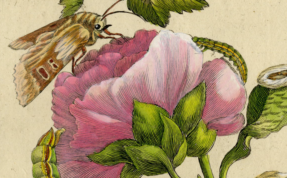 , Antique Print – INSECTS-MALVA-KAASJESKRUID-MALLOW-PL.CVIII-MERIAN after own design – 1730, Pictura Antique Prints