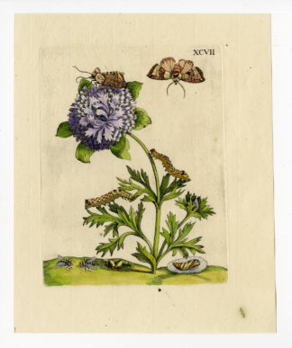 Antique Print-INSECTS-ANEMONE-FLOWER-MOTH-CATERPILLAR-PL.XCVII-Merian-1730