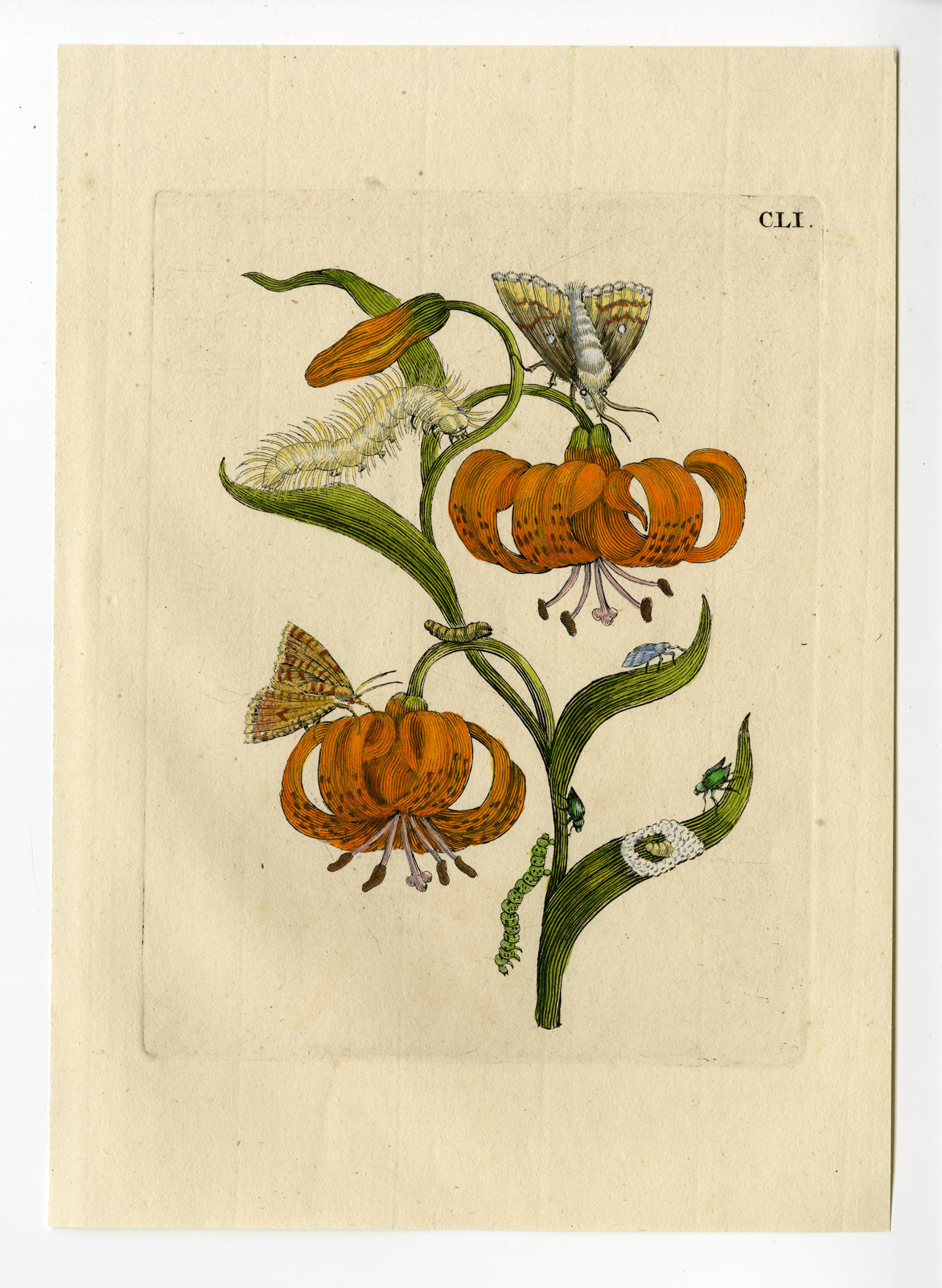 , Antique Print-INSECTS-LILY-MARTAGON-TURKSE LELIE-PL.CLI-Merian-1730, Pictura Antique Prints