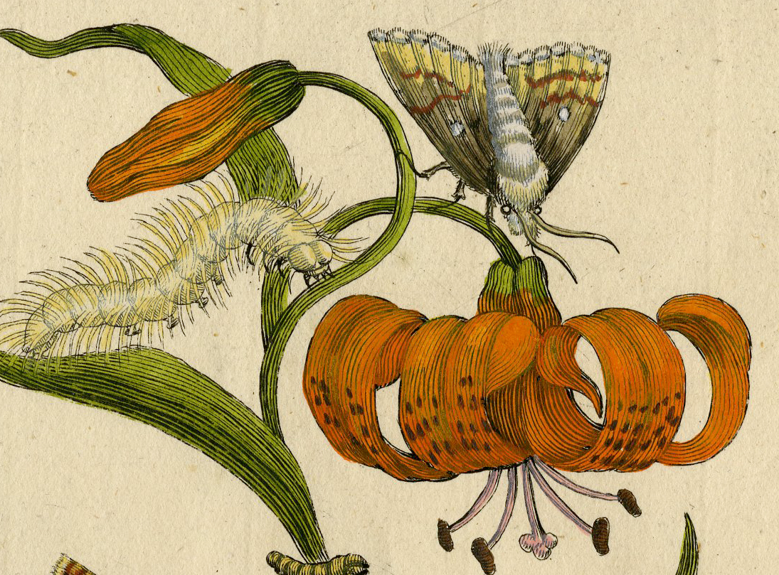 , Antique Print-INSECTS-LILY-MARTAGON-TURKSE LELIE-PL.CLI-Merian-1730, Pictura Antique Prints