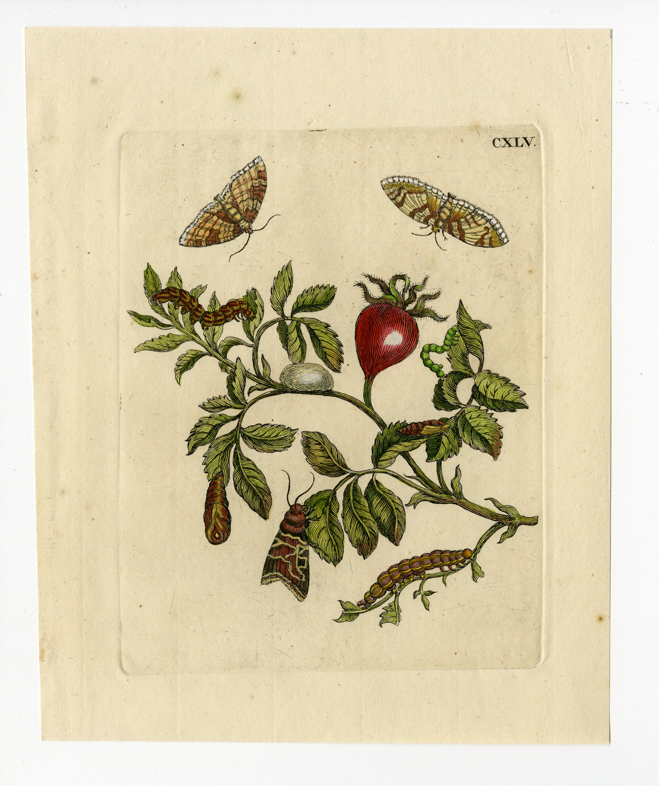 Pco 4106 416x496 Antique Print - INSECTS-ROSEBUD-CATERPILLAR-TWIG-LARVA-PL.CXLV-MERIAN after own design - 1730
