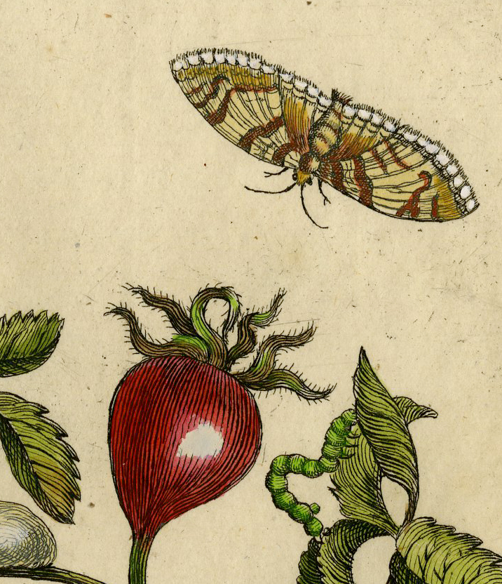 Pco 4106d 416x483 Antique Print - INSECTS-ROSEBUD-CATERPILLAR-TWIG-LARVA-PL.CXLV-MERIAN after own design - 1730 - Image 2