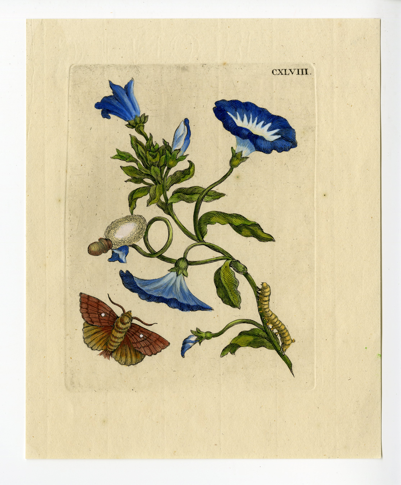, Antique Print-INSECTS-HEDGE BINDWEED-HAAGWINDE-CONVOLVULUS-P.CXLVIII-Merian-1730, Pictura Antique Prints