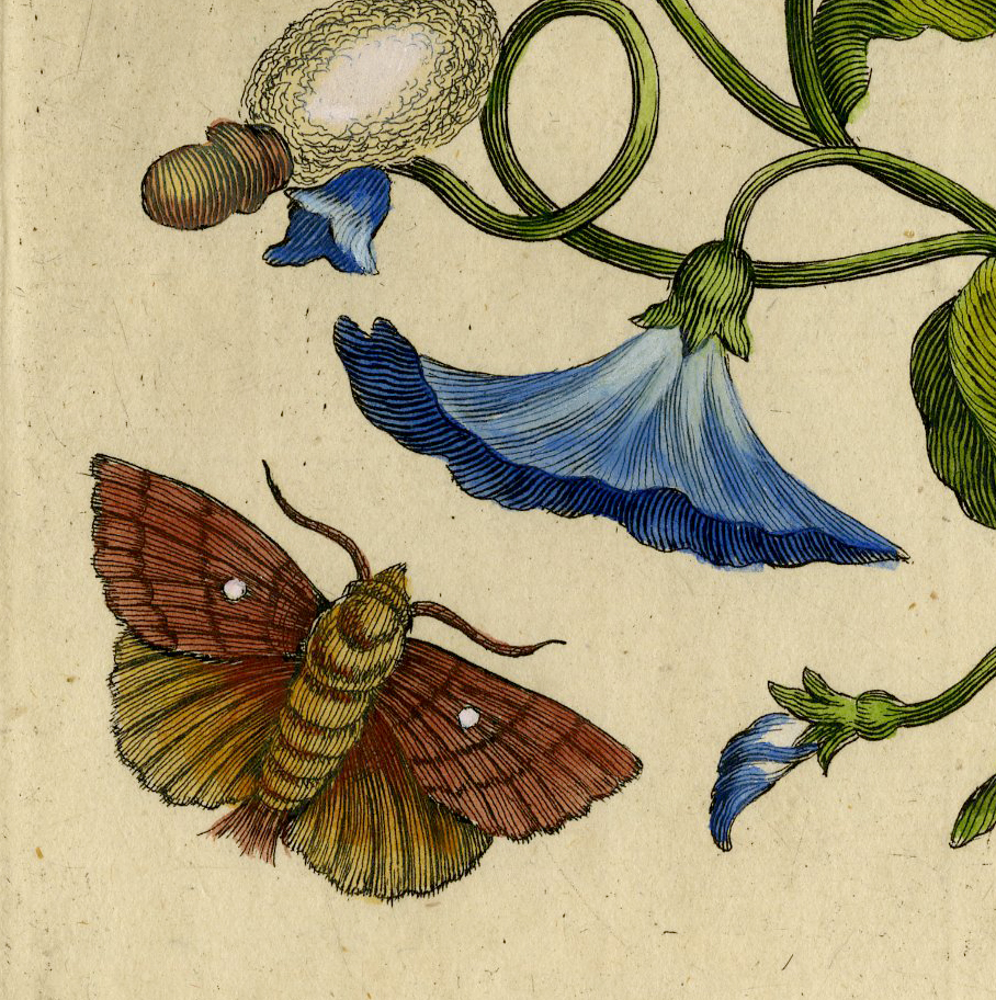 , Antique Print-INSECTS-HEDGE BINDWEED-HAAGWINDE-CONVOLVULUS-P.CXLVIII-Merian-1730, Pictura Antique Prints