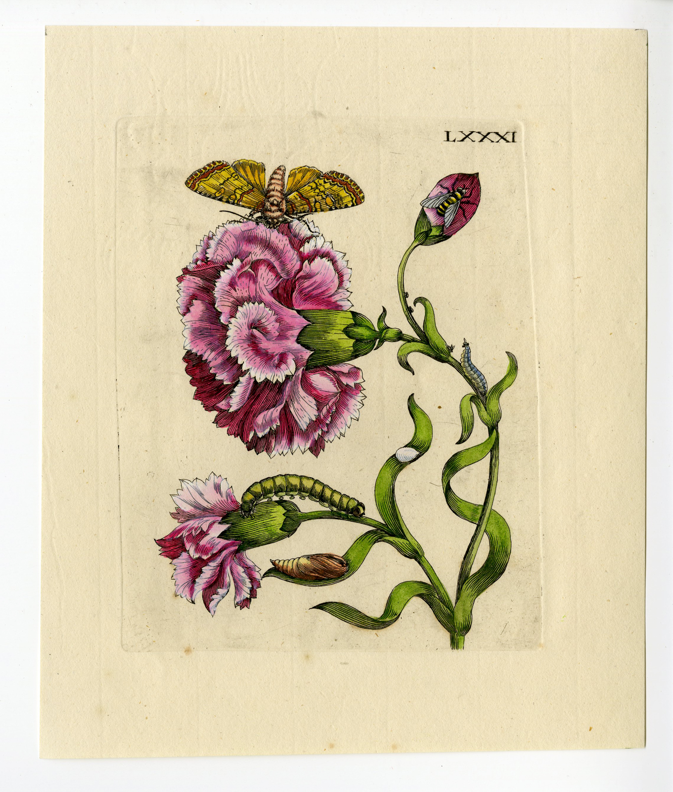 , Antique Print – INSECTS-ROSE-ROSA MEDIA-FLOWER-PL.LXXXI-MERIAN after own design – 1730, Pictura Antique Prints