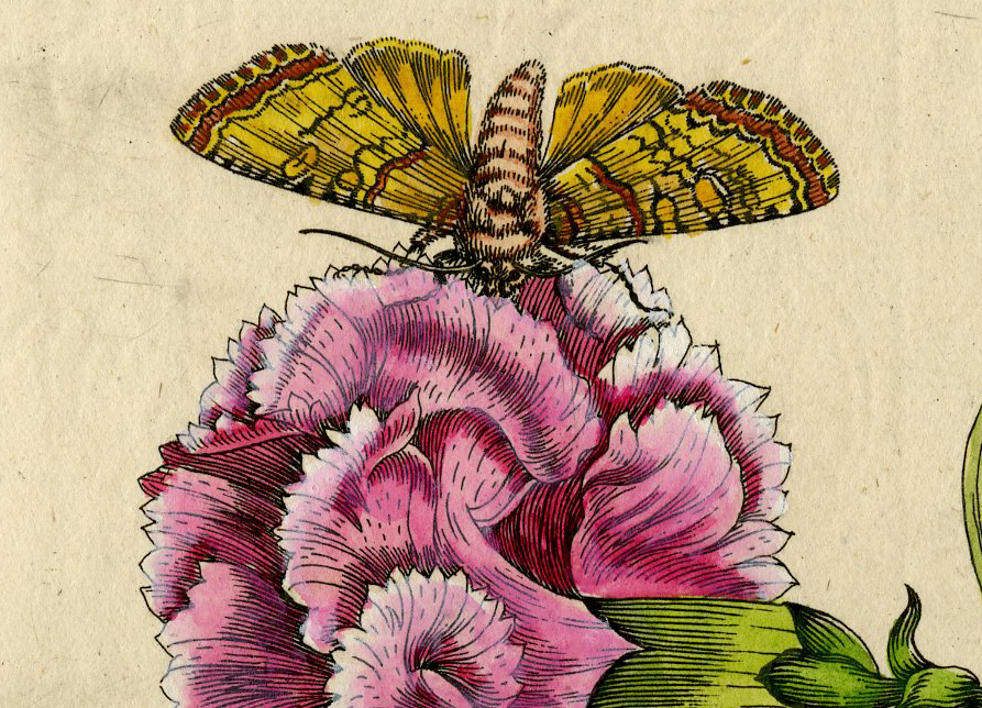 , Antique Print – INSECTS-ROSE-ROSA MEDIA-FLOWER-PL.LXXXI-MERIAN after own design – 1730, Pictura Antique Prints