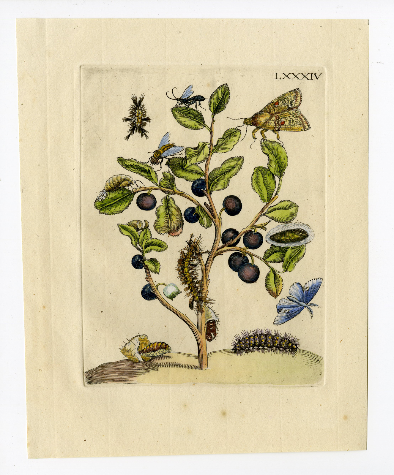 , Antique Print – INSECTS-BLUEBERRY-BLAUWE BES-BERRIES-BESSEN-PL.LXXXIV-MERIAN after own design – 1730, Pictura Antique Prints