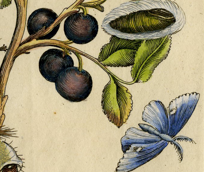, Antique Print – INSECTS-BLUEBERRY-BLAUWE BES-BERRIES-BESSEN-PL.LXXXIV-MERIAN after own design – 1730, Pictura Antique Prints