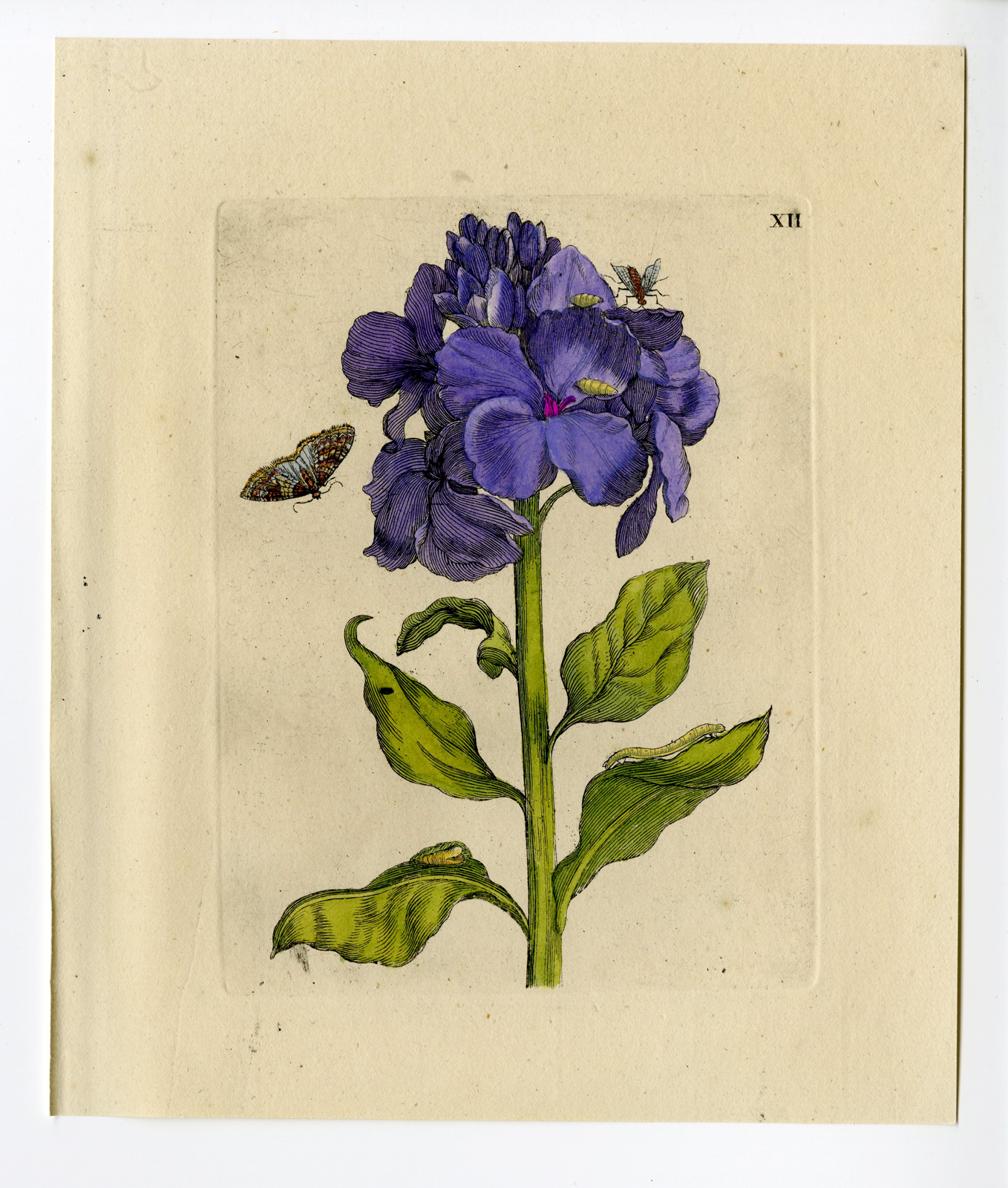 , Antique Print – INSECTS-PURPLE FLOWERING PLANT-PL.XII-MERIAN after own design – 1730, Pictura Antique Prints