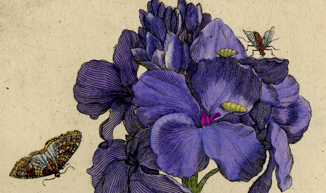 , Antique Print – INSECTS-PURPLE FLOWERING PLANT-PL.XII-MERIAN after own design – 1730, Pictura Antique Prints
