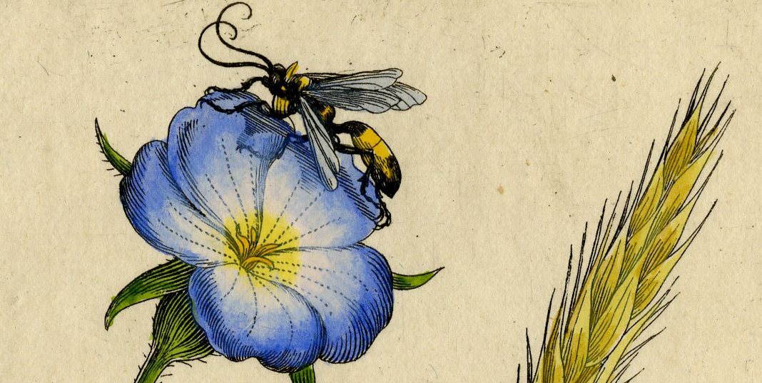 , Antique Print-INSECTS-SILENE-LYCHNIS-FLOWER-EAR-CORN-LADYBIRD-PL.LXI-Merian-1730, Pictura Antique Prints