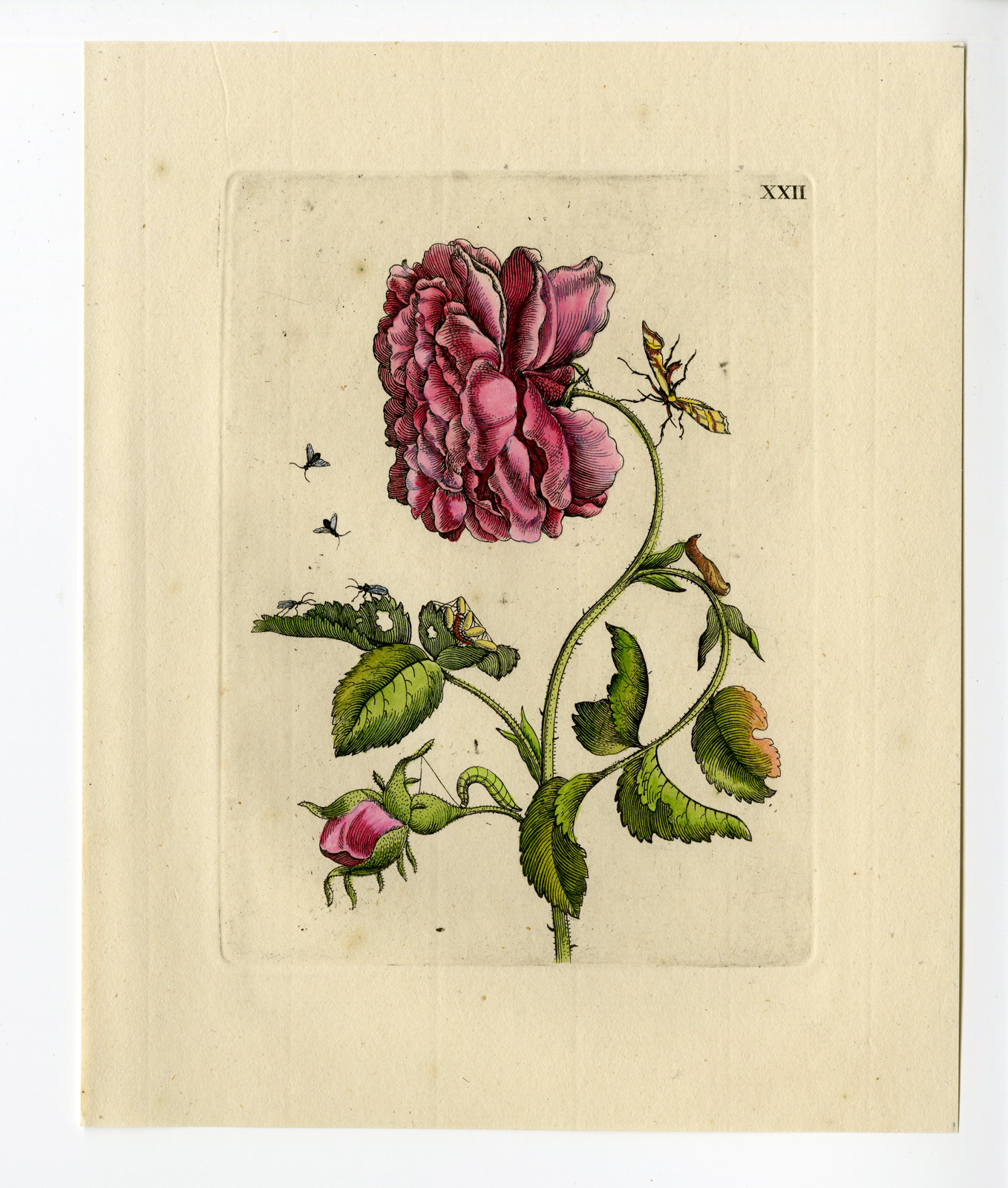 , Antique Print-INSECTS-ROSE-ROSA MEDIA-FLOWER-PL.XXII-Merian-1730, Pictura Antique Prints