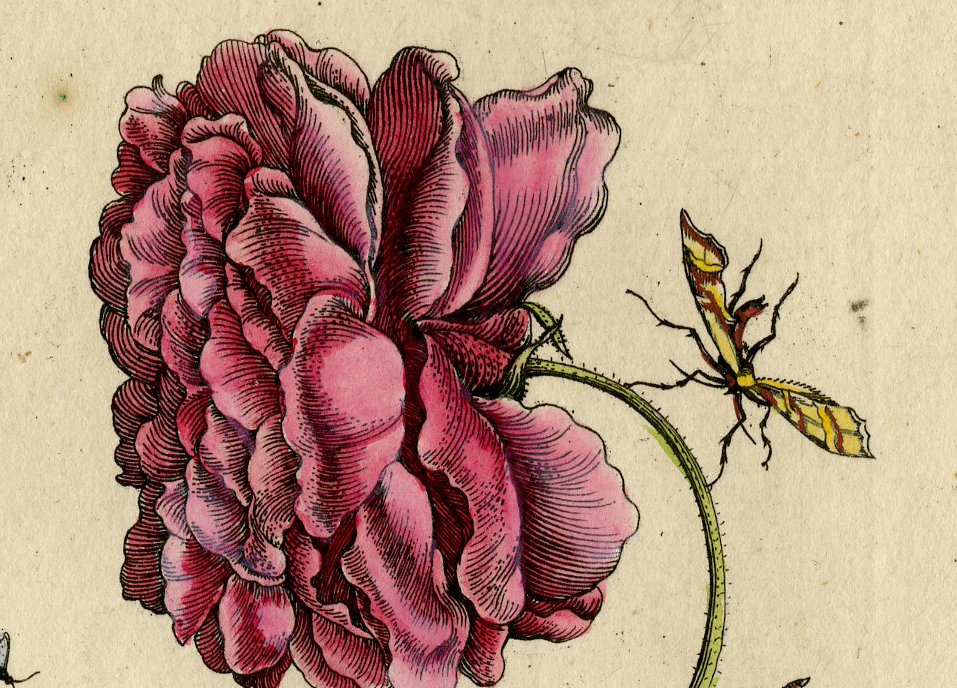 , Antique Print-INSECTS-ROSE-ROSA MEDIA-FLOWER-PL.XXII-Merian-1730, Pictura Antique Prints