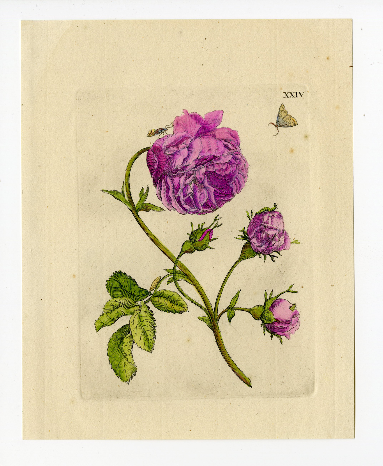 , Antique Print-INSECTS-LARGE ROSE-ROSA MAXIMA-PL.XXIV-Merian-1730, Pictura Antique Prints