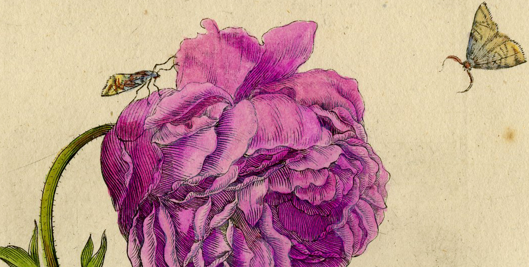 , Antique Print-INSECTS-LARGE ROSE-ROSA MAXIMA-PL.XXIV-Merian-1730, Pictura Antique Prints