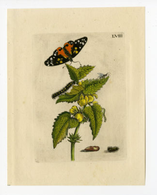 Antique Print-INSECT-HEMPNETTLE-GALEOPSIS-LARVA-CATERPILLAR-PL.LVIII-Merian-1730