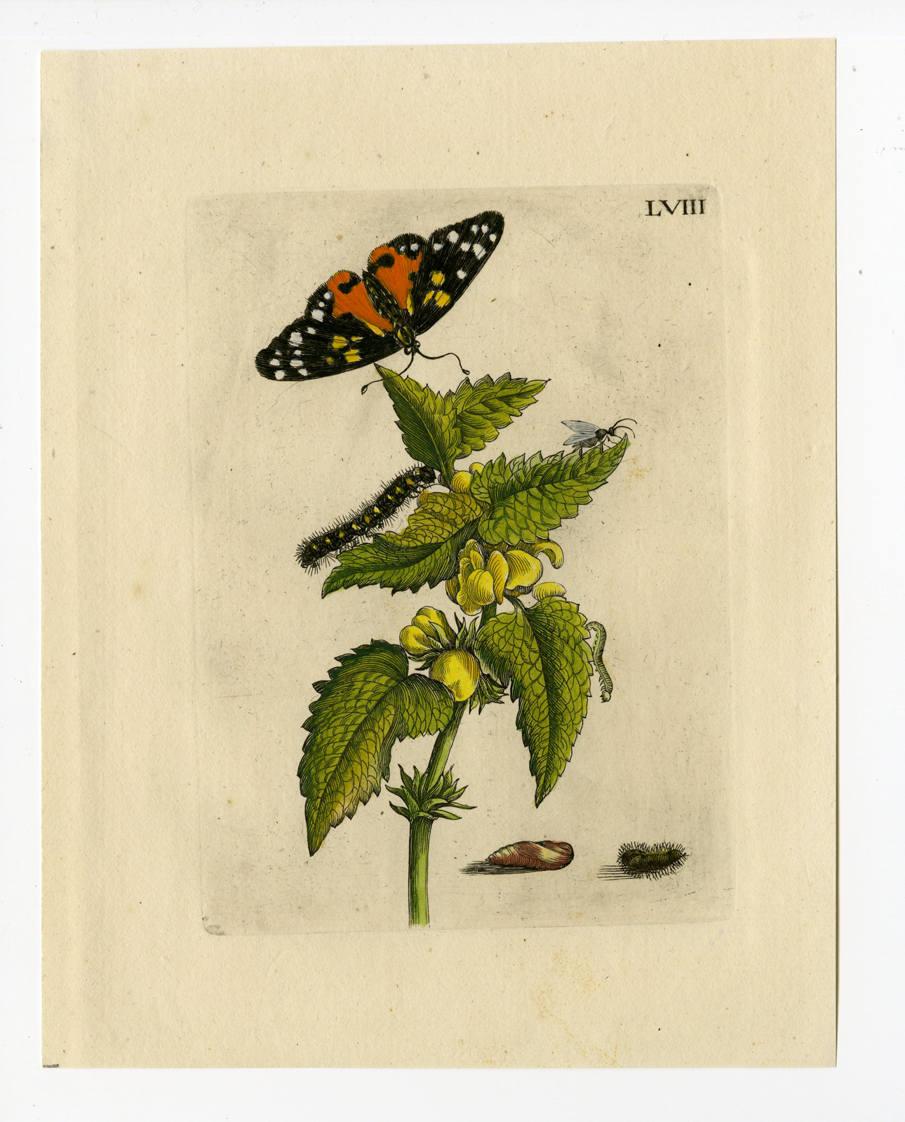 Pco 4120 416x516 Antique Print-INSECT-HEMPNETTLE-GALEOPSIS-LARVA-CATERPILLAR-PL.LVIII-Merian-1730