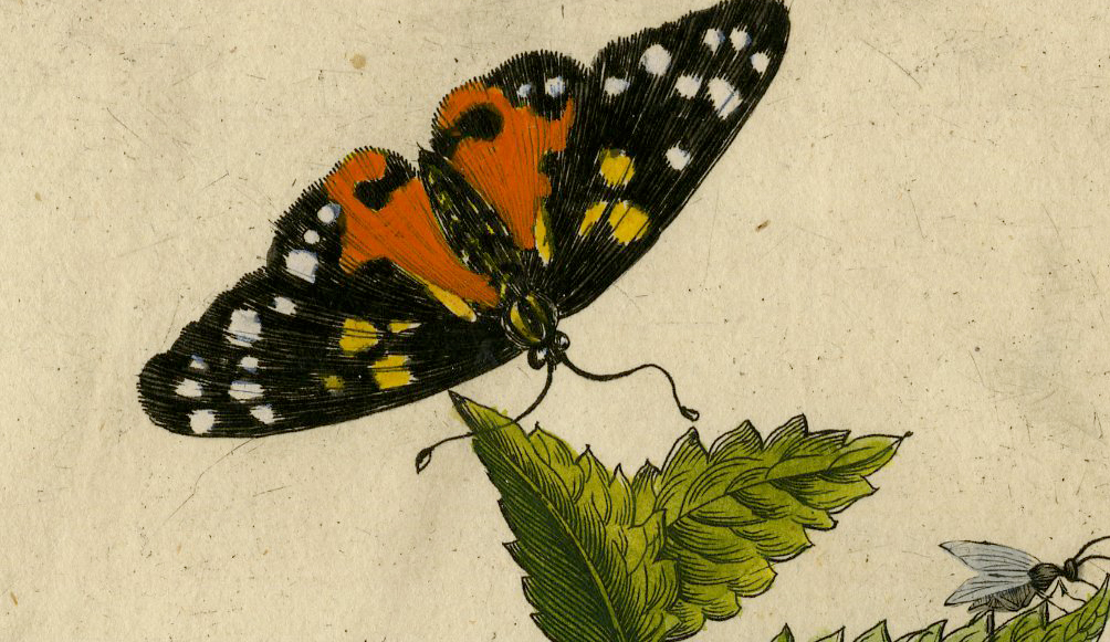 Pco 4120d 416x241 Antique Print-INSECT-HEMPNETTLE-GALEOPSIS-LARVA-CATERPILLAR-PL.LVIII-Merian-1730 - Image 2