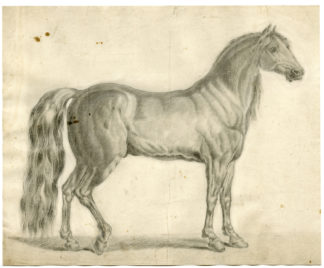 Antique Drawing - HORSE-STALLION-ANONYMOUS - c.1800