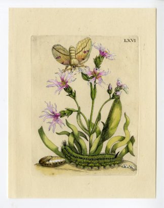 Antique Print-INSECTS-RAGGED-ROBIN-LYCHNIS FLOS-CUCULI-GRASS-PL.LXVI-Merian-1730