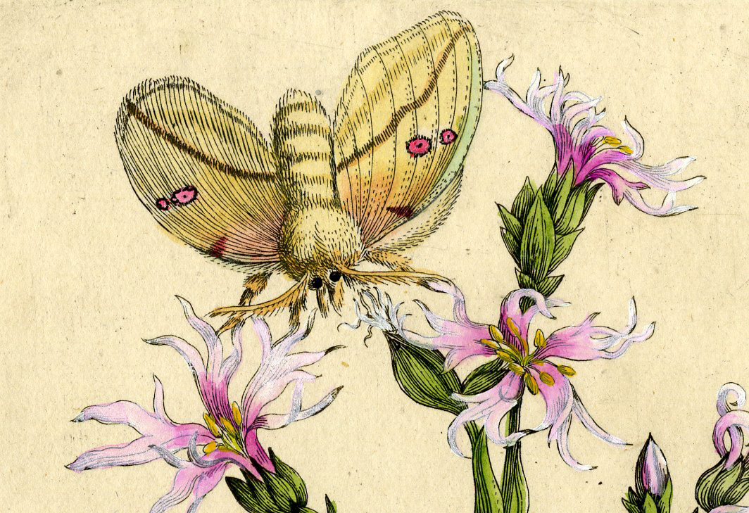 , Antique Print-INSECTS-RAGGED-ROBIN-LYCHNIS FLOS-CUCULI-GRASS-PL.LXVI-Merian-1730, Pictura Antique Prints