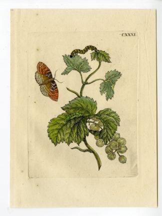 Antique Print-INSECTS-REDCURRANT-RIBES-RUBRUM-PL.CXXXI-Merian-1730