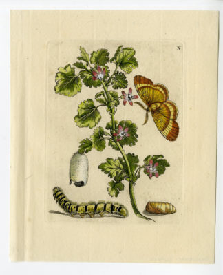 Antique Print-INSECTS-GOOSEBERRY-GROSSULARIA-CATERPILLAR-PL.X-Merian-1730