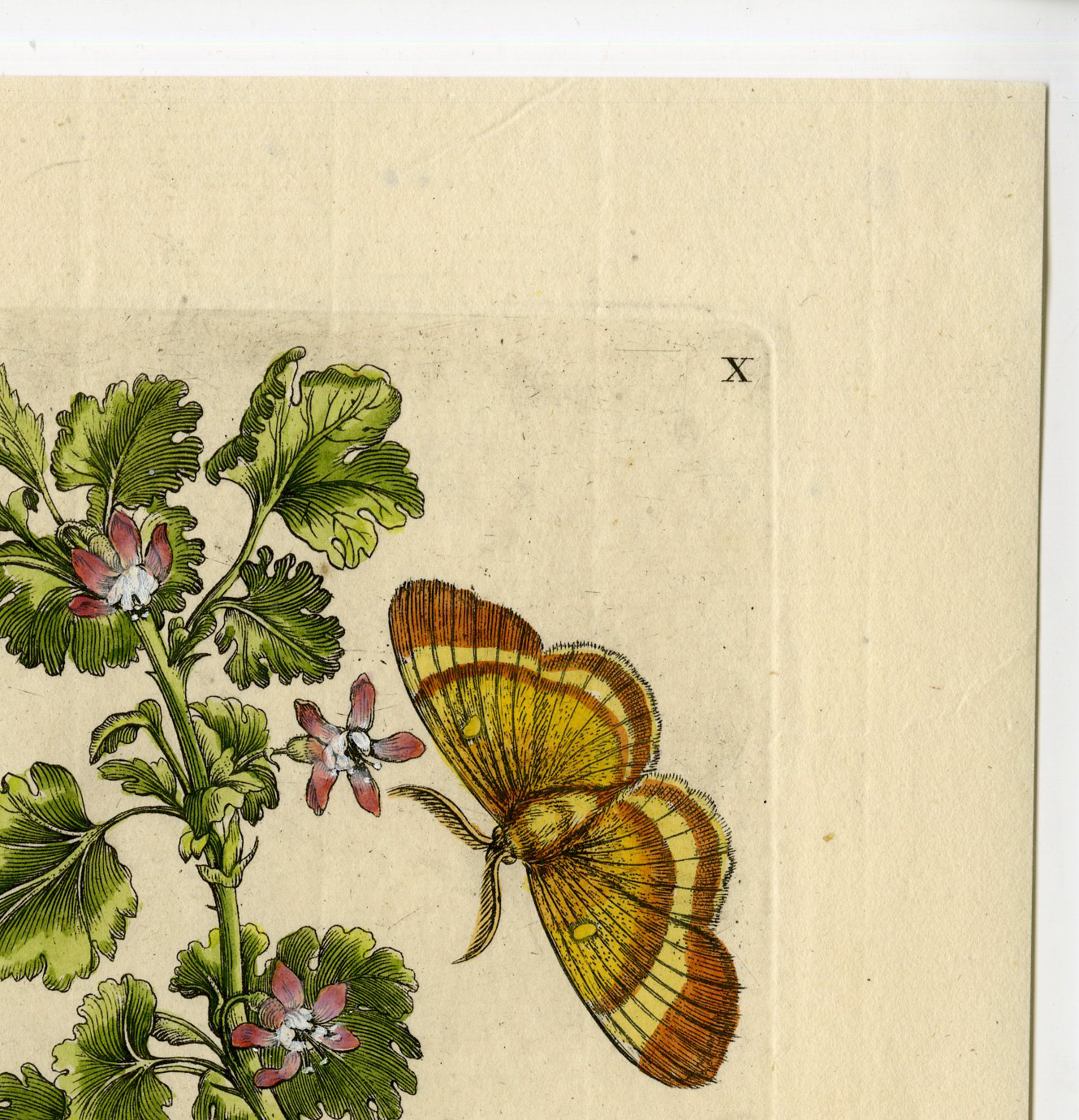 , Antique Print-INSECTS-GOOSEBERRY-GROSSULARIA-CATERPILLAR-PL.X-Merian-1730, Pictura Antique Prints