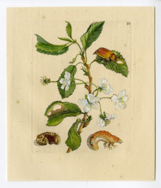 Antique Print-INSECTS-BLACK CHERRY BLOSSOM-CERASUS NIGRA-PL.IV-Merian-1730